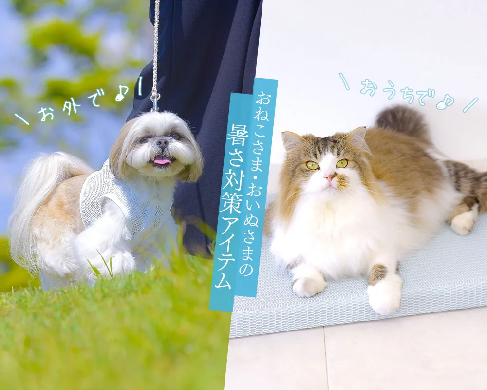 涼感